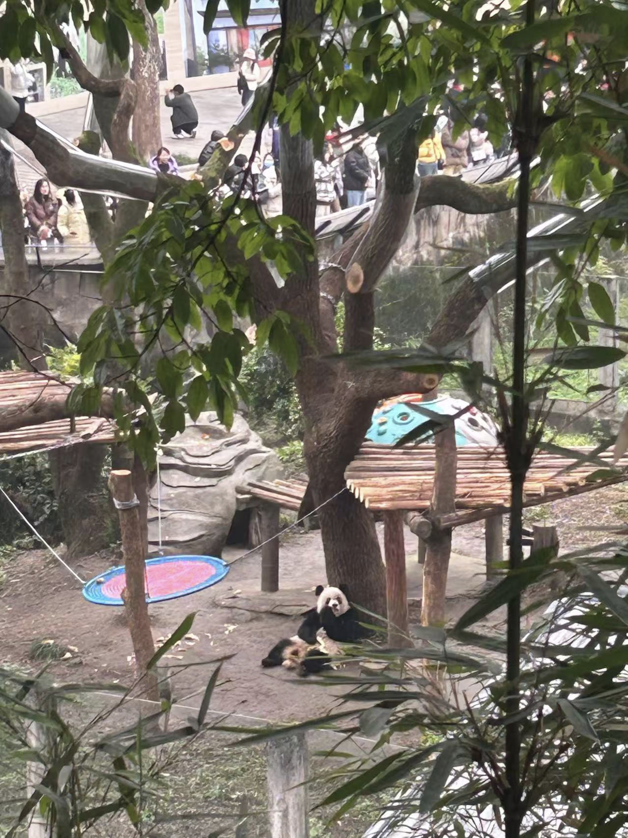 Panda Chilling